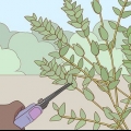 Berging van eucalyptus