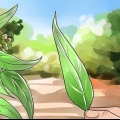 Die maak van eucalyptus olie