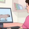 Fokken met honde