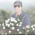 Plant gardenias