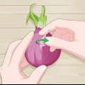 Plant uitgeloopte uie