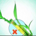 Kweek lucky bamboo