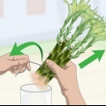 Voortplanting van lucky bamboo