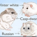 Hamsters fokken
