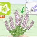 Snoei heideplante