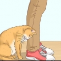 Herkennen van 'n kat 'n zwerfkat is