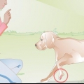 Het geseurde voetkussen van 'n hond versorgen