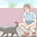 Die geslag van 'n kat bepaal