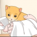 Die geslag van 'n kat bepaal