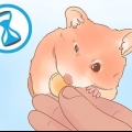 Die geslag van je hamster bepaal