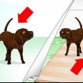 Die markeringsgedrag van jou hond afleren