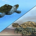 Die verskil sien tussen waterschildpadden, moerasschildpadden en landschildpadden