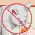 Het weren van katten