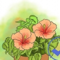 Kweek hibiscus in die buitelug