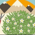 Snoei hibiscus