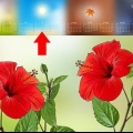 Voortplanting van hibiscus