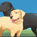 Honden laten paren