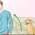 Honden laten stoppen met likken