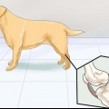 Honden met gewrichtsprobleme en stijfheid help