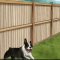 Honden ontmoedigen om in die tuin te poepen