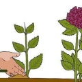 Kweek hortensia's uit steggies