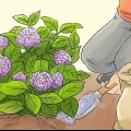 Berei hortensia's vir die winter voor