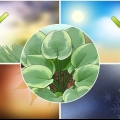 Hosta plante
