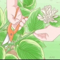 Hostas snoei