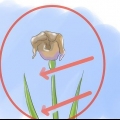 Versorging van irisse wanneer die blomme sterf