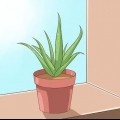 Sorg vir jou aloe vera