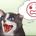 Je boze kat kalmeren
