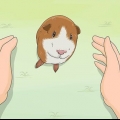 Je cavia trainen