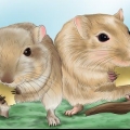 Je gerbil gelukkig maak
