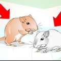 Je gerbils maak