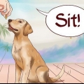 Je hond basiscommando se leer