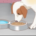 Je hond behandel