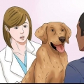 Je hond droogvoer laat eten