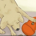 Je hond gelukkig hou