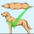 Je hond help af te vallen