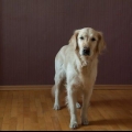 Je hond leer sit