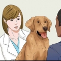 Je hond op dieet zetten