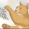 Je kat by je laat slapen