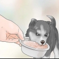 Jy nuwe siberiese husky pup trainen en sorgen