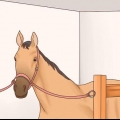 Je paard versorgen