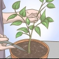 Snoei jou soetrissieplant