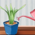 Water jou plante wanneer jy nie by die huis is nie