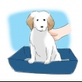 Je puppy sindelijk maak