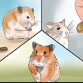Je zieke hamster versorgen