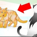Juist omgaan met 'n aggressiewe kat