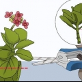 Kweek kalanchoe